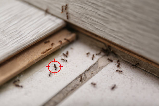 Best Bed Bug Extermination  in Kemah, TX